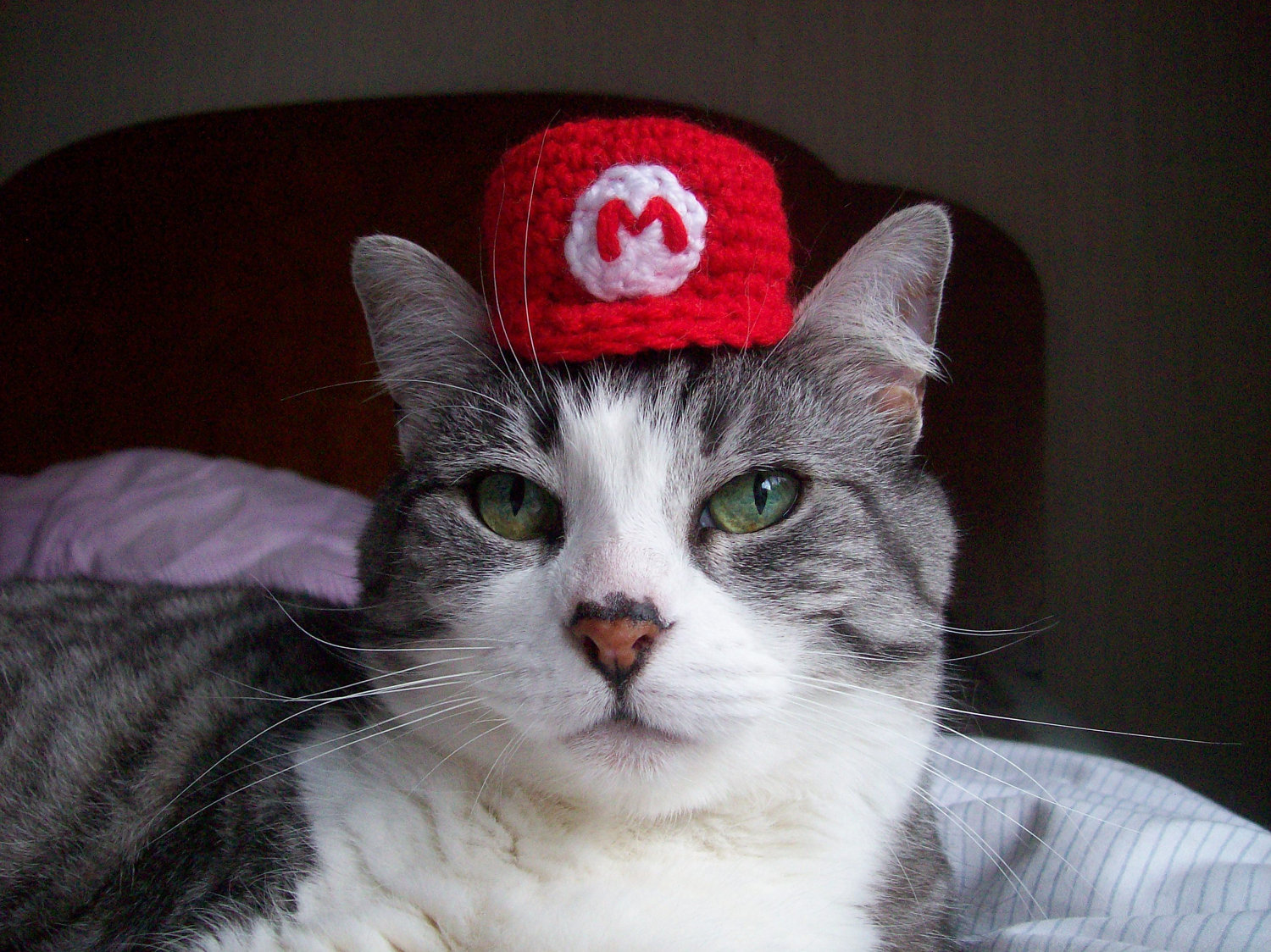 Mario cosplay cats 01